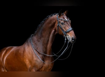 KWPN, Caballo castrado, 10 años, 170 cm, Castaño oscuro