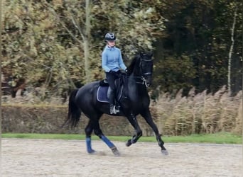 KWPN, Caballo castrado, 10 años, 170 cm, Negro
