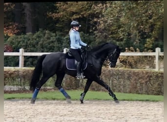 KWPN, Caballo castrado, 10 años, 170 cm, Negro