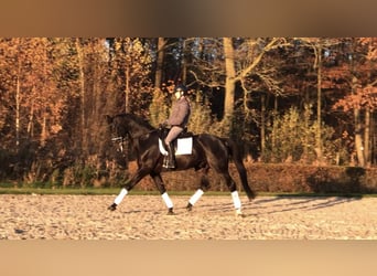 KWPN, Caballo castrado, 10 años, 170 cm, Negro