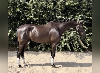 KWPN, Caballo castrado, 10 años, 170 cm, Negro