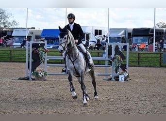 KWPN, Caballo castrado, 10 años, 170 cm, Tordo rodado