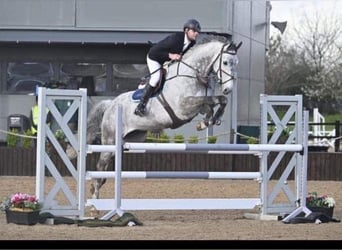 KWPN, Caballo castrado, 10 años, 170 cm, Tordo rodado