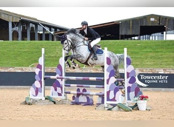 KWPN, Caballo castrado, 10 años, 170 cm, Tordo rodado