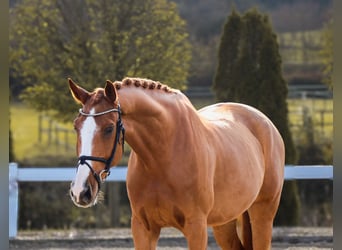 KWPN, Caballo castrado, 10 años, 171 cm, Alazán