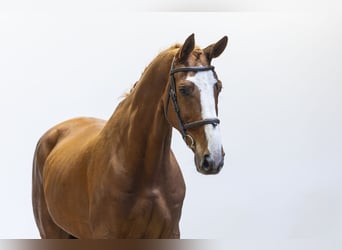 KWPN, Caballo castrado, 10 años, 171 cm