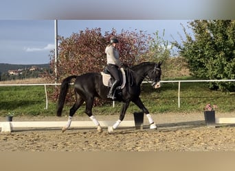 KWPN, Caballo castrado, 10 años, 171 cm, Morcillo