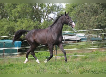 KWPN, Caballo castrado, 10 años, 171 cm, Morcillo