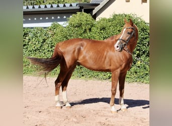 KWPN, Caballo castrado, 10 años, 172 cm, Alazán