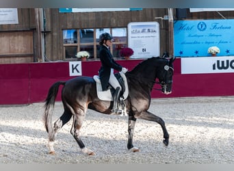 KWPN, Caballo castrado, 10 años, 172 cm, Morcillo