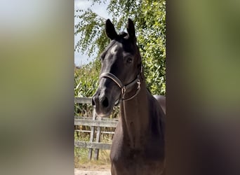 KWPN, Caballo castrado, 10 años, 172 cm, Negro