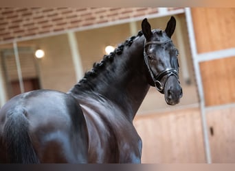 KWPN, Caballo castrado, 10 años, 172 cm, Negro