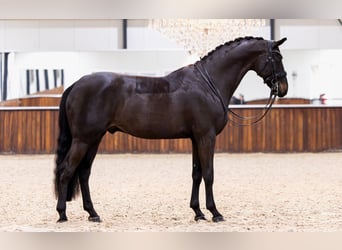 KWPN, Caballo castrado, 10 años, 172 cm, Negro