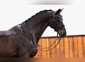 KWPN, Caballo castrado, 10 años, 172 cm, Negro