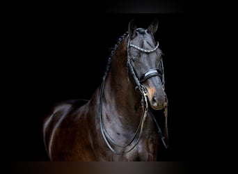 KWPN, Caballo castrado, 10 años, 172 cm, Negro