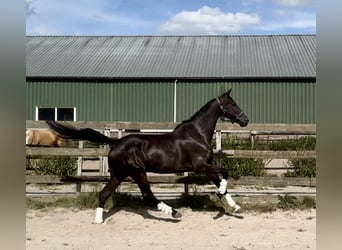KWPN, Caballo castrado, 10 años, 172 cm, Negro