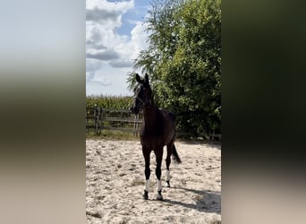 KWPN, Caballo castrado, 10 años, 172 cm, Negro