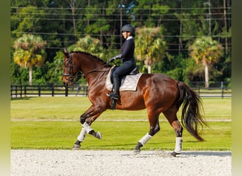 KWPN, Caballo castrado, 10 años, 173 cm, Castaño