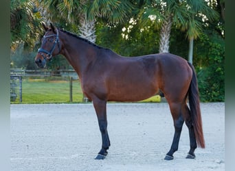 KWPN, Caballo castrado, 10 años, 173 cm, Castaño