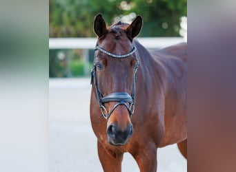 KWPN, Caballo castrado, 10 años, 173 cm, Castaño