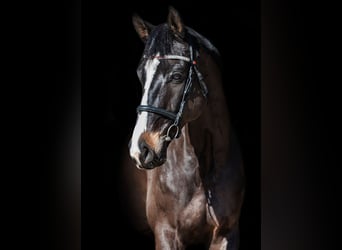 KWPN, Caballo castrado, 10 años, 173 cm, Castaño oscuro