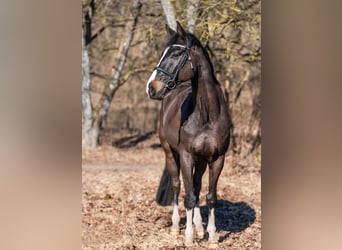 KWPN, Caballo castrado, 10 años, 173 cm, Castaño oscuro