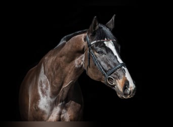 KWPN, Caballo castrado, 10 años, 173 cm, Castaño oscuro