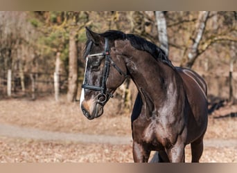 KWPN, Caballo castrado, 10 años, 173 cm, Castaño oscuro