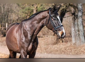 KWPN, Caballo castrado, 10 años, 173 cm, Castaño oscuro