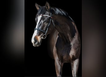 KWPN, Caballo castrado, 10 años, 173 cm, Castaño oscuro