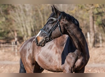 KWPN, Caballo castrado, 10 años, 173 cm, Castaño oscuro