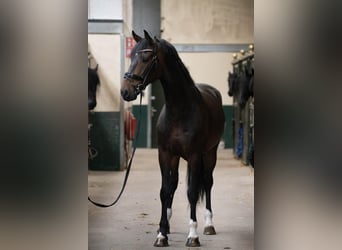 KWPN, Caballo castrado, 10 años, 173 cm, Castaño oscuro