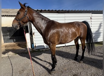 KWPN, Caballo castrado, 10 años, 174 cm, Castaño claro