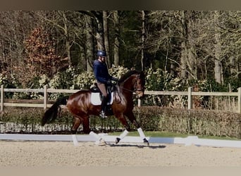 KWPN, Caballo castrado, 10 años, 174 cm, Castaño oscuro