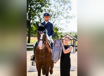 KWPN, Caballo castrado, 10 años, 174 cm, Negro