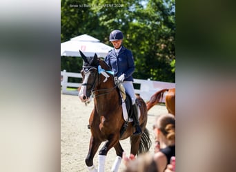 KWPN, Caballo castrado, 10 años, 174 cm, Negro