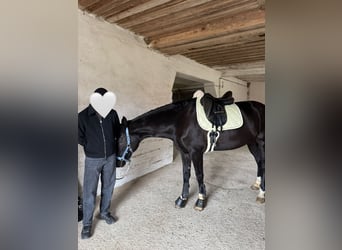 KWPN, Caballo castrado, 10 años, 174 cm, Negro
