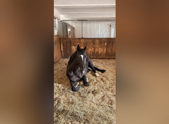 KWPN, Caballo castrado, 10 años, 174 cm, Negro