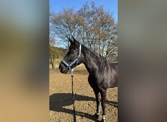 KWPN, Caballo castrado, 10 años, 174 cm, Negro