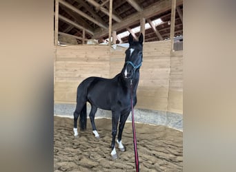 KWPN, Caballo castrado, 10 años, 174 cm, Negro