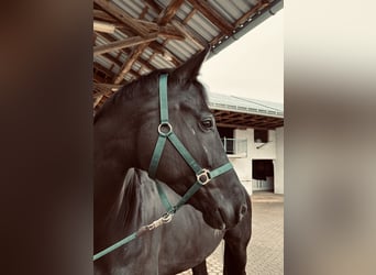 KWPN, Caballo castrado, 10 años, 174 cm, Negro