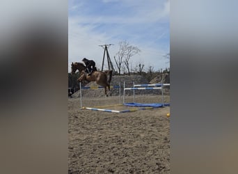 KWPN, Caballo castrado, 10 años, 175 cm, Alazán