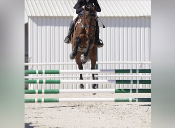 KWPN, Caballo castrado, 10 años, 175 cm, Castaño