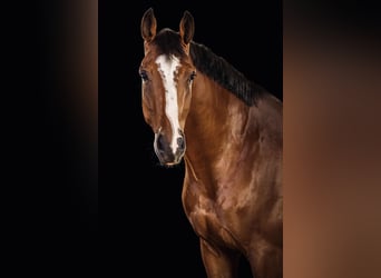 KWPN, Caballo castrado, 10 años, 175 cm, Castaño