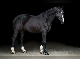 KWPN, Caballo castrado, 10 años, 175 cm, Negro