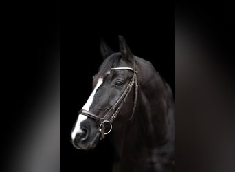 KWPN, Caballo castrado, 10 años, 175 cm, Negro