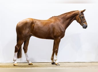 KWPN, Caballo castrado, 10 años, 177 cm