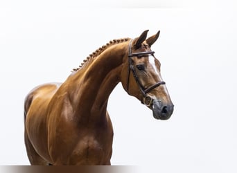 KWPN, Caballo castrado, 10 años, 177 cm