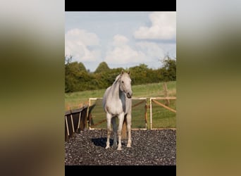 KWPN, Caballo castrado, 10 años, 178 cm, Tordo picazo