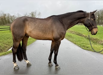 KWPN, Caballo castrado, 10 años, 179 cm, Castaño